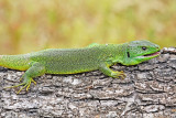  Balkan green lizard Lacerta trilineata veliki zelenec_MG_4232-111.jpg