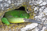Balkan green lizard Lacerta trilineata veliki zelenec_MG_4257-111.jpg