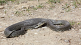 Grass snake Natrix natrix belouka_MG_27001-111.jpg