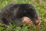 European mole Talpa europaea krt_MG_2110-111.jpg