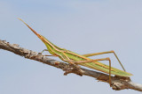 Mediterranean slant-faced grasshopper Acrida ungarica nosata sarana_MG_8747-111.jpg