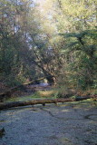 Dead arm near river Mura mrtvica ob Muri_MG_6836-1.jpg