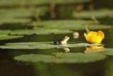 Edible frog Pelophylax (Rana) kl. esculentus zelena aba_MG_4609-1.jpg
