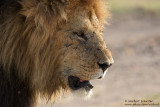 Lipstick, A Strong Male Lion