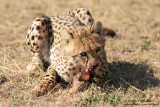 Young Cheetah With Prey