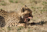 Young Cheetah With Prey - A Savanna Hare