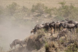 Wildebeests At The River