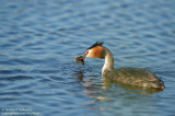 Great Crested Grebe - Fuut - Podiceps cristatus