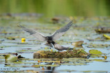 Black Tern - Zwarte stern - Chlidonias niger