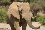 Desert Elephant Bull