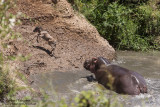 Newborn Wildebeest Attacked By Hippos