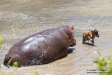 Newborn Wildebeest Attacked By Hippos