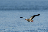 Egyptian Goose in Flight