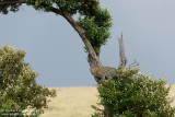 Leopard In The Tree
