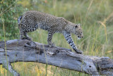 Young Leopard