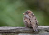 House Sparrow - Male