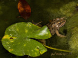 Southern Leopard Frog