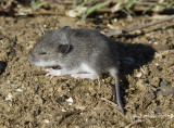 I think this is a baby vole .. photo taken at the Buffalo River, Boxley Valley (Arkansas)