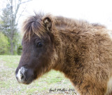 Neighbor's pony