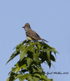 Great-creasted Flycatcher
Schlumberger; Mayor Lane and Whitten Road, Conway, AR