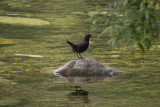  Brown Dipper (Cinclus pallasii) Brun strmstare