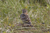 Lappsparv (Calcarius lapponicus) Lapland Longspur