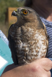 Sharp-shinned Hawk (Accipiter striatus)