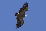 Gsgam (Eurasian Griffon Vulture) Gyps fulvus 