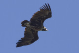 Grgam (Aegypius monachus) Eurasian Black Vulture