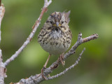 Lincolns Sparrow (Melospiza lincolnii) Lincolnsparv
