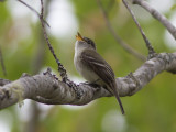 Least flycatcher (Empidonax minimus) Dvrgempid