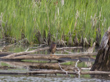 Green Heron (Butorides virescens) Grnryggig hger