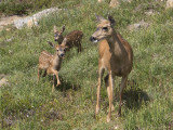 Mule deer (Odocoileus hemionus) 