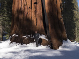 Giant Sequoia (Sequoiadendron giganteum) Mammuttrd