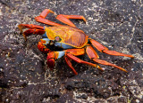 Sally Lightfoot Crab on Lava of Santa Cruz Beach