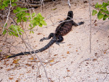 Lava Lizard on Santa Cruz Island