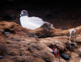 Swallow-Tailed Gull on the Coast of Santiago Island
