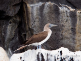 Blue-Footed Booby on Coast of Santiago Island