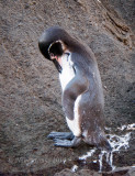 Penguin on Coast of Island of Bartolome