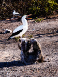 Nazca Booby