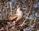 Red-Footed Booby on Genovesa Island