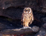 Short-Eared Owl on Genovesa Island