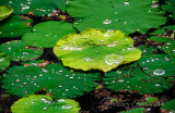 Lily Pads After the Rain in the Garden of Phan Thuan An (3872)