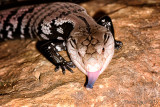 Halmahera Blue Tongue Skink DSC4332
