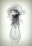 Black and White Photos