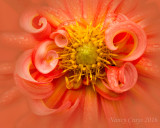 Flowers 2016