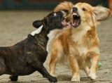 Dogs A99II with Sigma 500mm/7.2