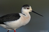 Black-winged Stilt - Himantopus himantopus