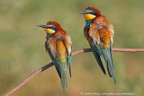 Bee eater - Gruccione  (Merops apiaster) 10