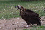Avvoltoio monaco ( Aegypius monachus )